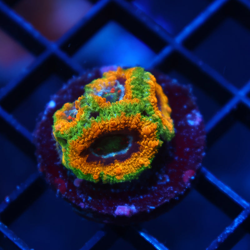 TCK OG Mardi Gras Acan Lord