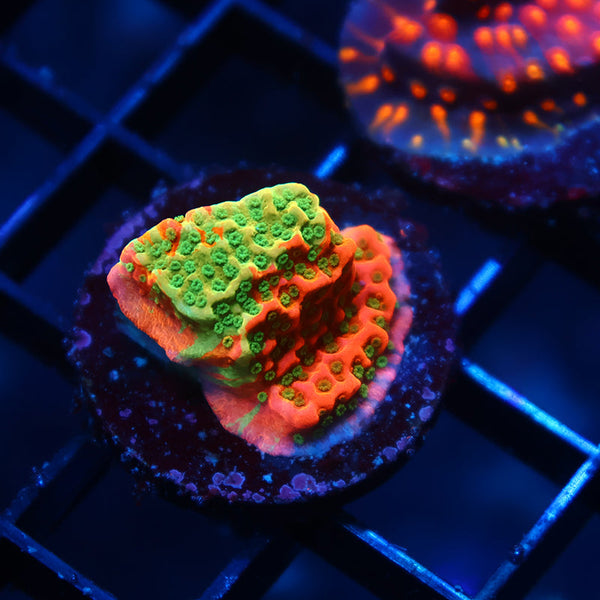 TCK Grafted Cherry Tree Monti