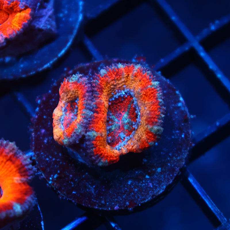 TCK Solar Storm Acan Lord