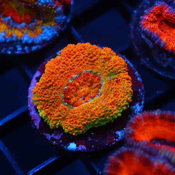 BSA Killshot Acan Lord