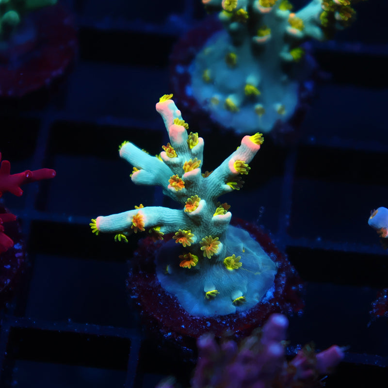 TCK Rainbow Unicorn Speciosa