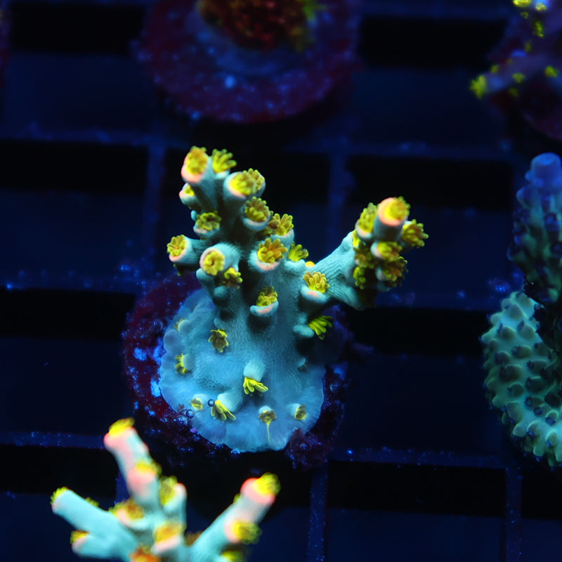 TCK Rainbow Unicorn Speciosa
