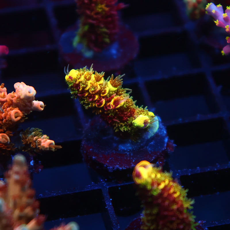 RRC Rainbow Splice
