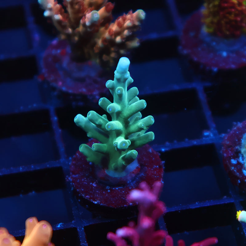 Sanjay's Blue Spruce