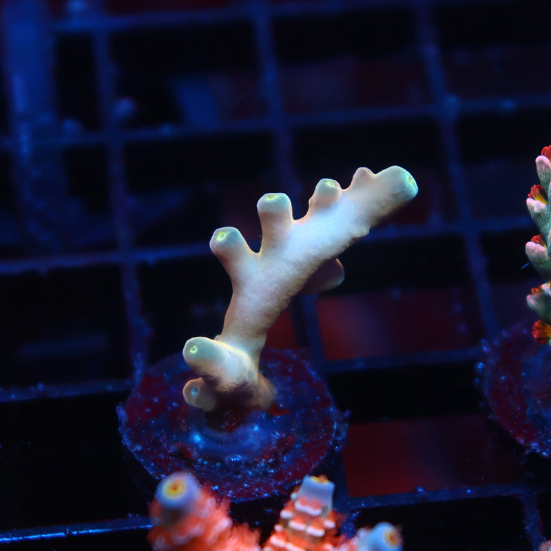 RRC Hellfire Echinata