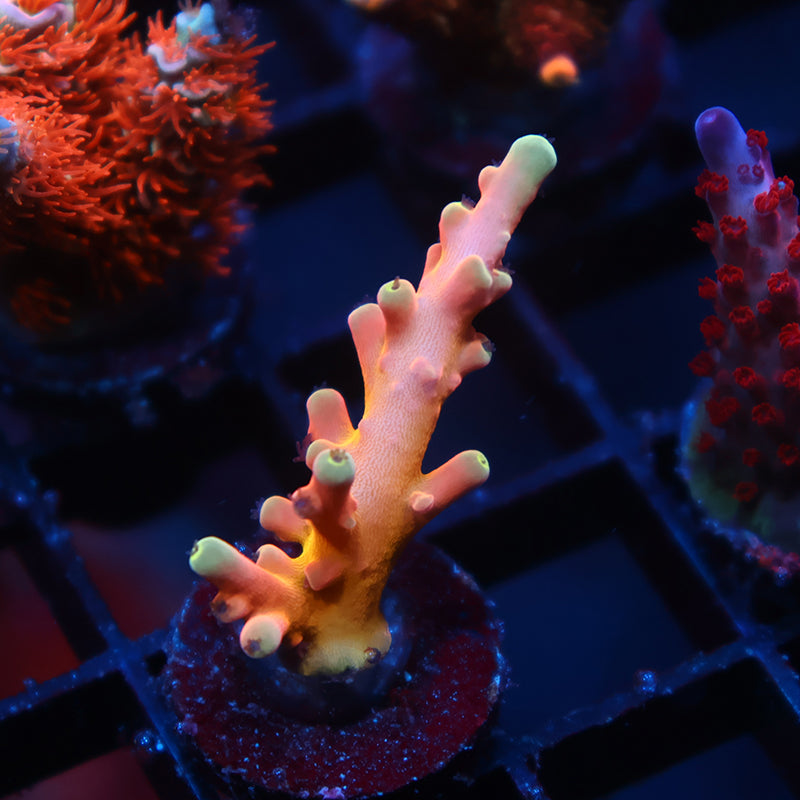 TCK Atomic Echinata