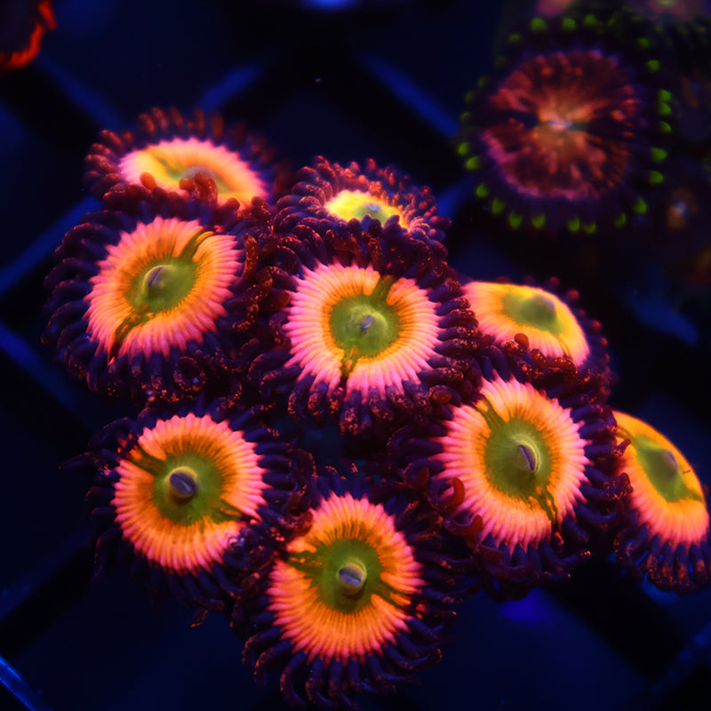 Rainbow Infusions