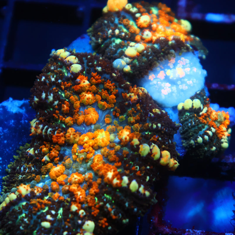 TCK Powerball Bounces Cluster