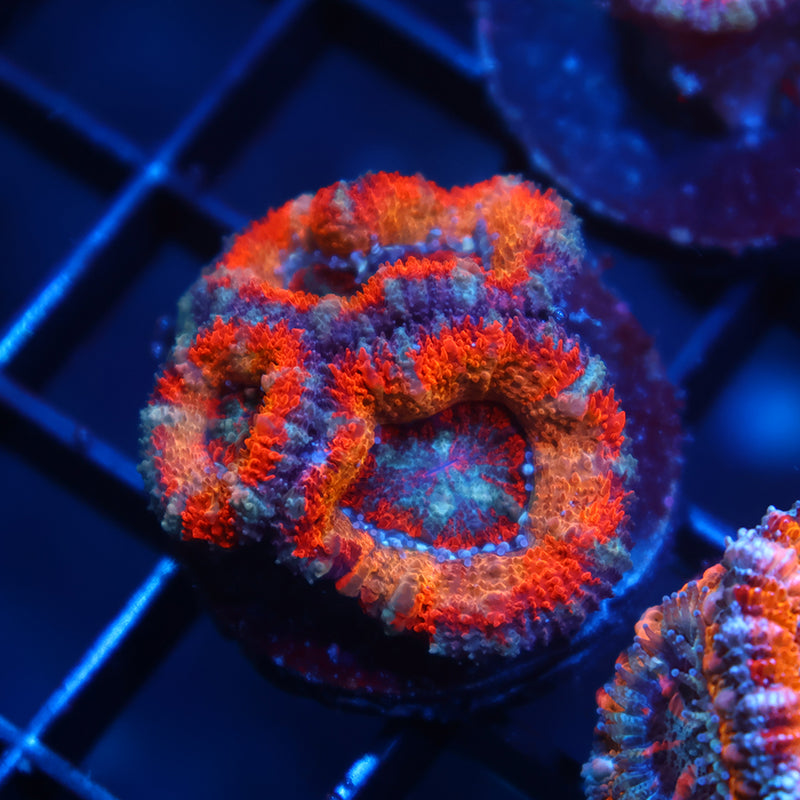 TCK Solar Storm Acan Lord