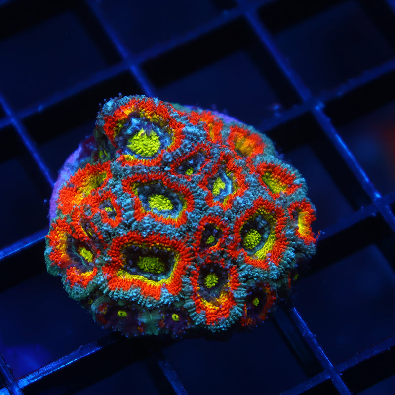 TCK HG Micromussa