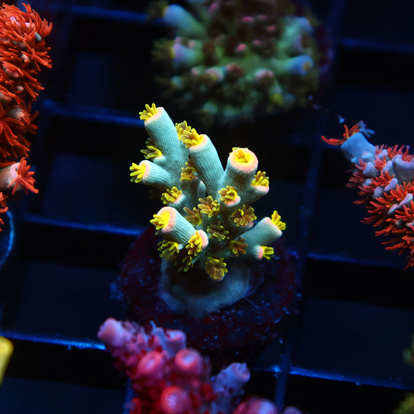 TCK Rainbow Unicorn Speciosa