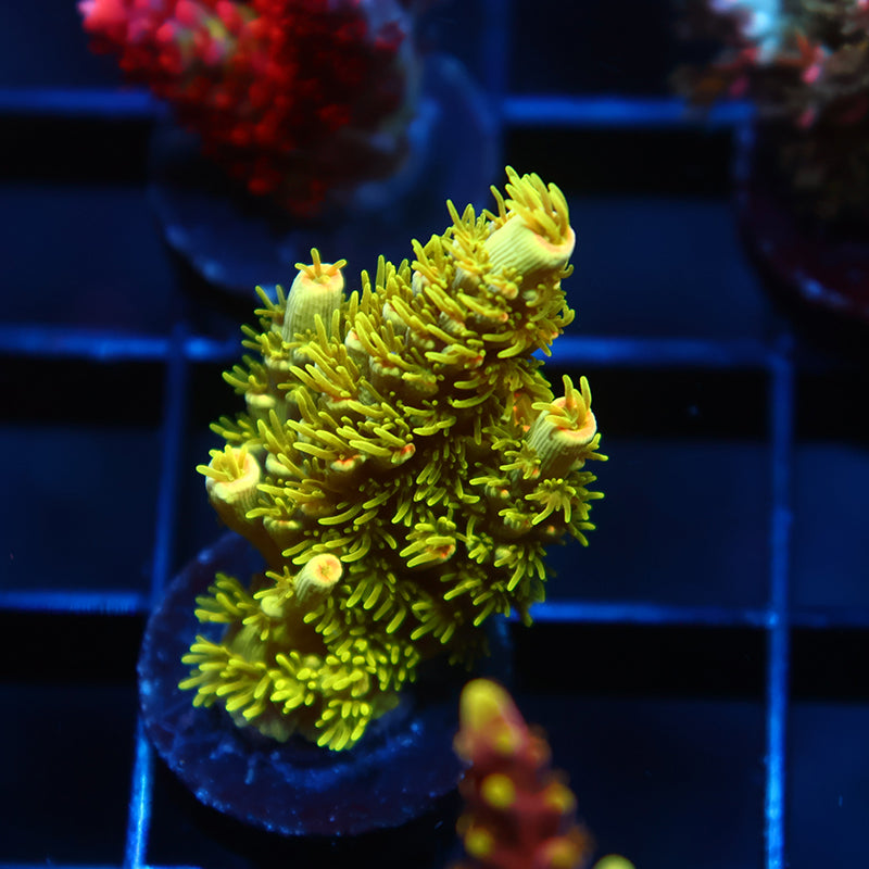 TCK Pineapple Express Tenuis