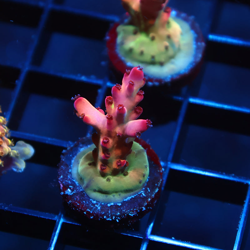 TCK Poisonberry Granulosa