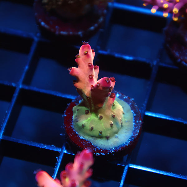 TCK Poisonberry Granulosa