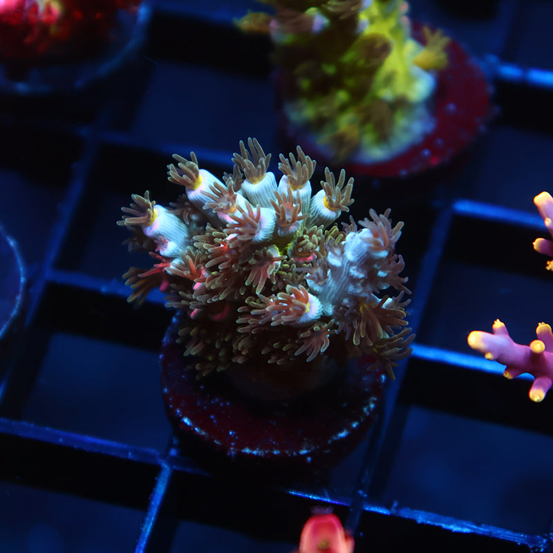 TCK Sweet Candy Tenuis