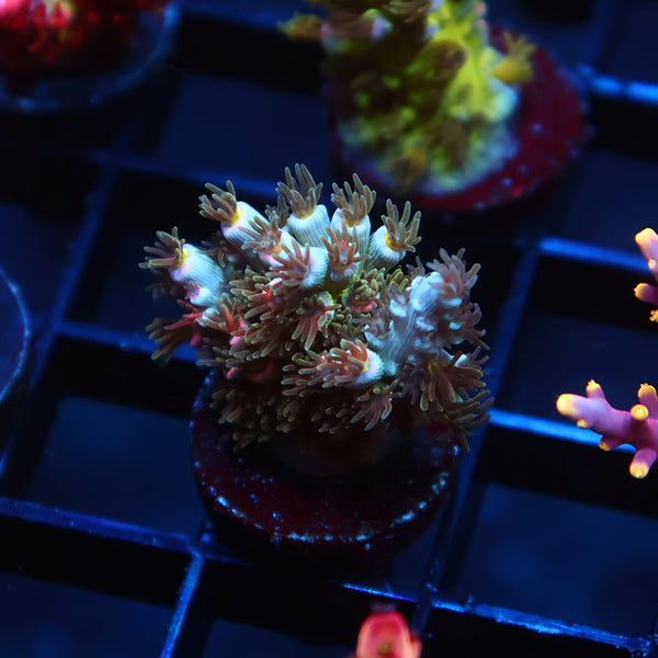 TCK Sweet Candy Tenuis