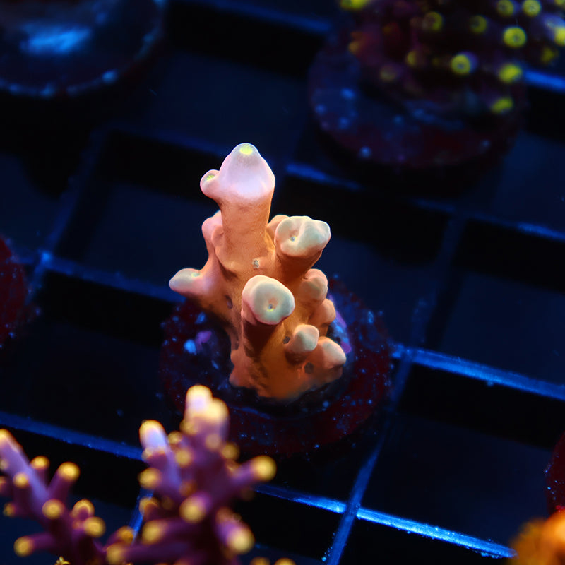 RRC Hellfire Echinata