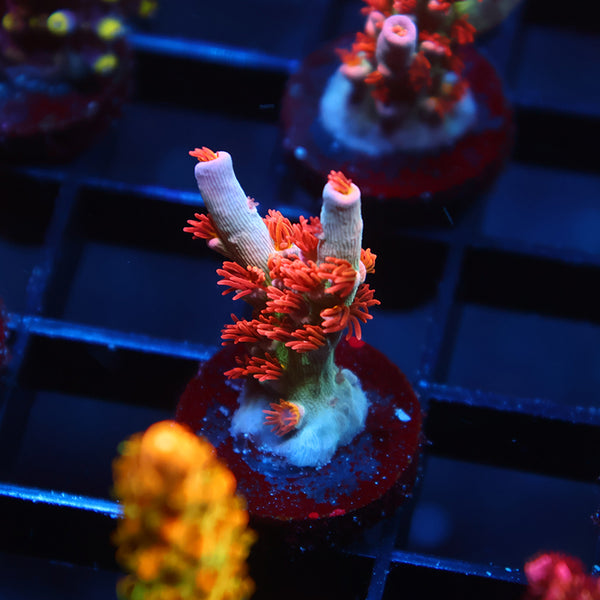 TCK Gamechanger Tenuis