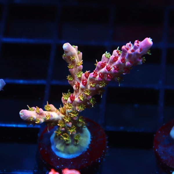 TCK Grafted Kaleidoscope