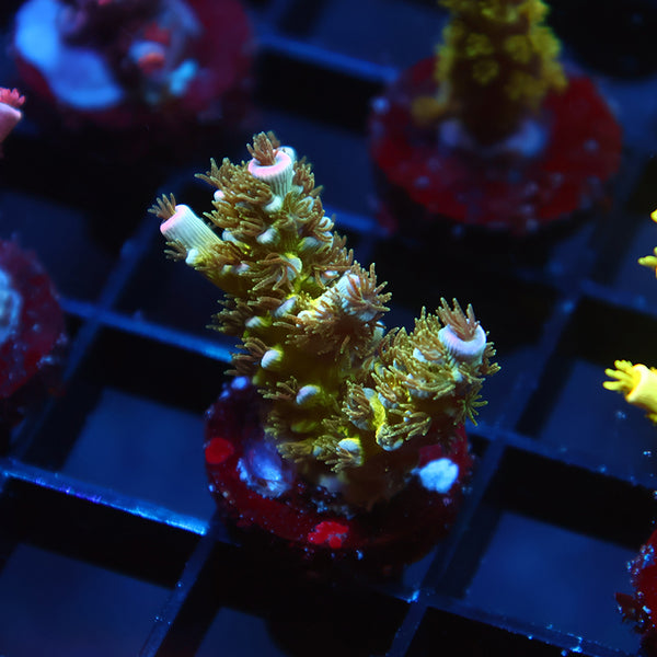 TCK Green Avalanche Tenuis