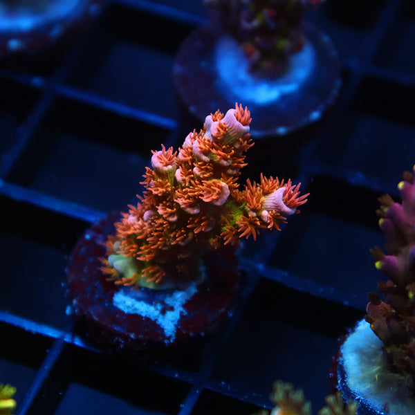 TCK Rainbow Insano Tenuis