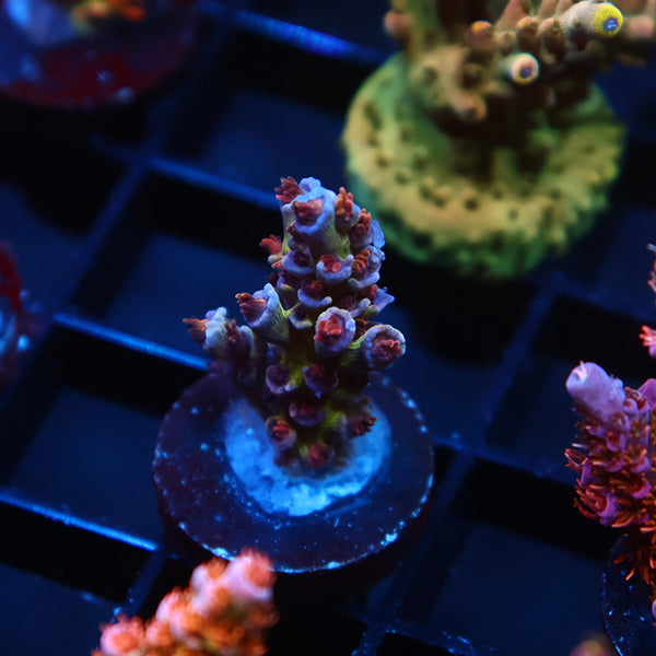 TCK Utter Fury Tenuis