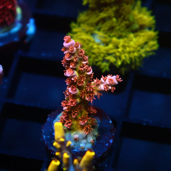 TCK Bubblegum Tenuis