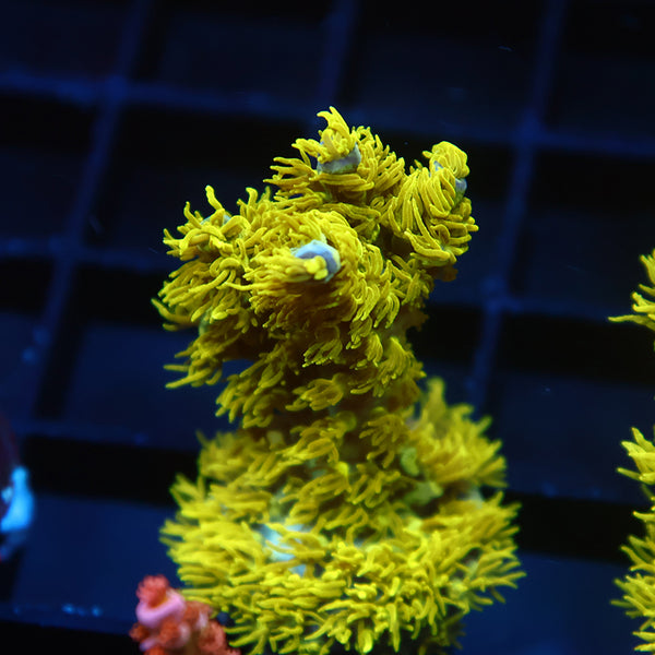 RRC Marvin the Martian