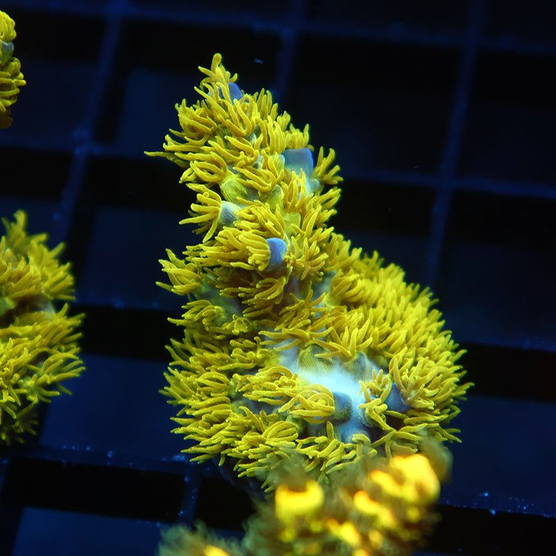 RRC Marvin the Martian