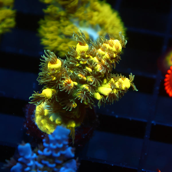 TCK Solar Beam Tenuis