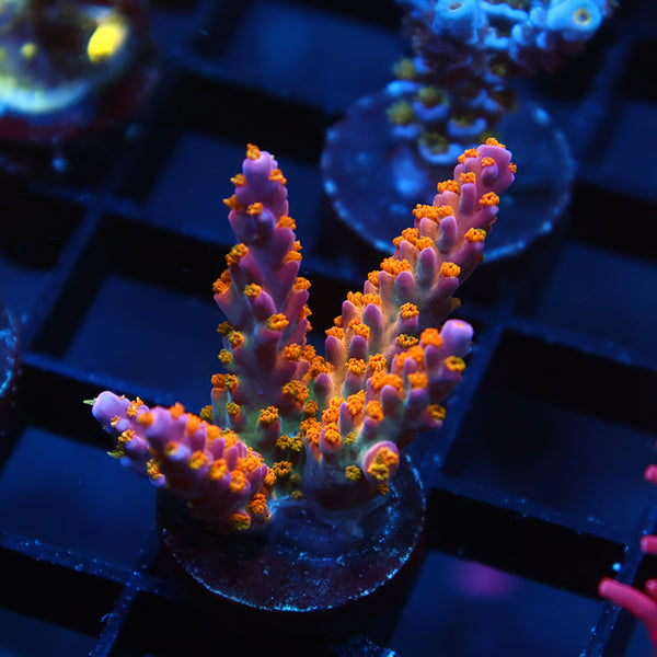 Tyree Merlin's Staff