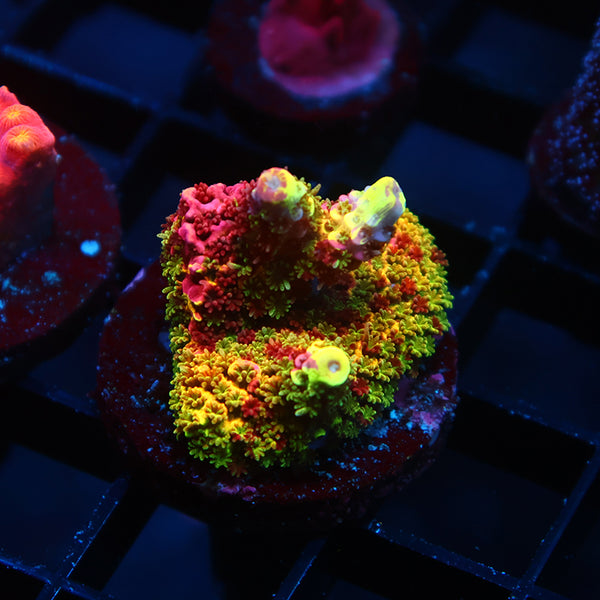 Insane RRC Rainbow Splice Chunk