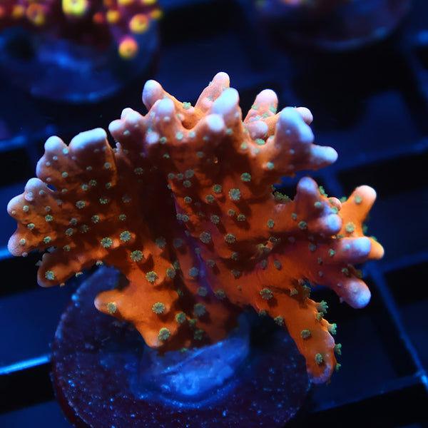 Lg RRC Tropicana Anacropora