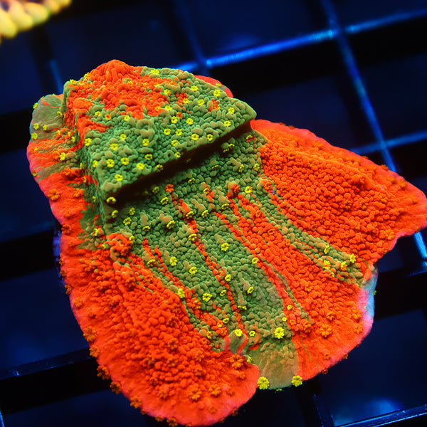 WWC Grafted Sunfire Cap