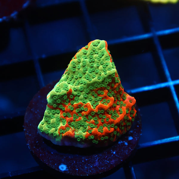 TCK Grafted Cherry Tree Monti