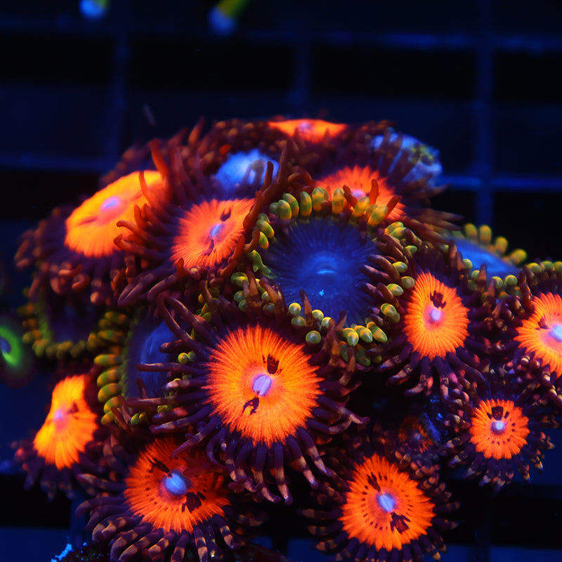 WWC Bloodsucker/Rainbow Yoda Combo