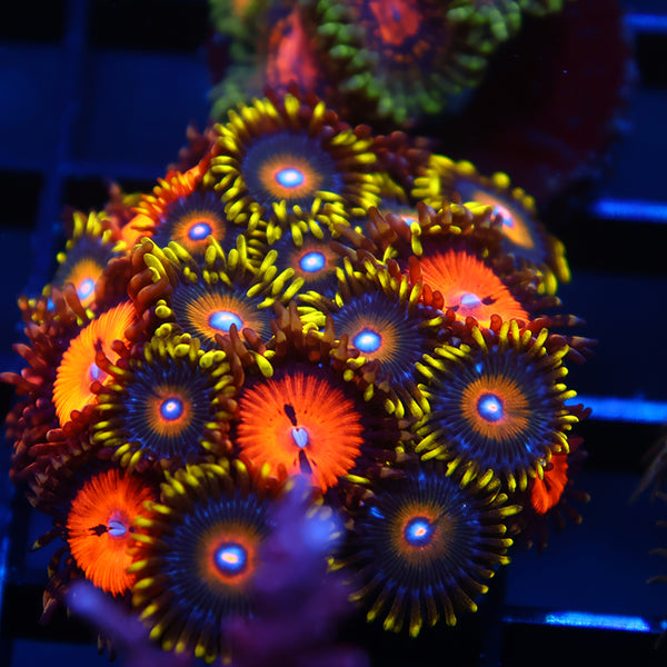 Super Saiyan/Bloodsucker Combo