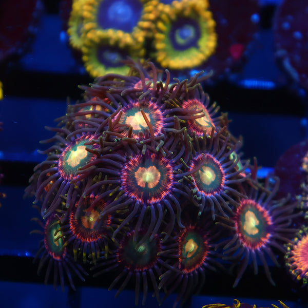 Neat Zoas