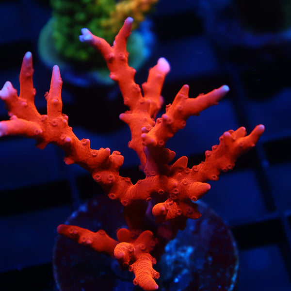Lg JF TNT Anacropora