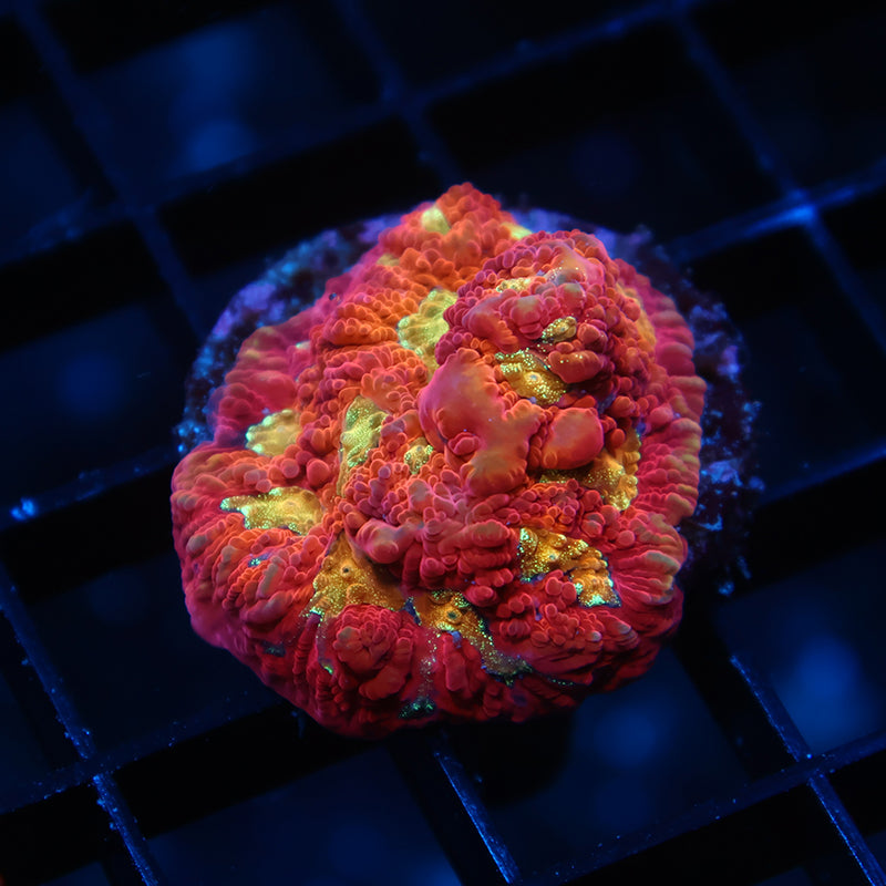 TCK Bouncy Portal Favia