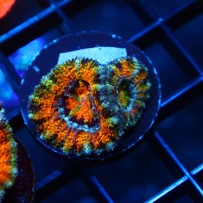 TCK Orange Side Quantum Realm Acan Lord