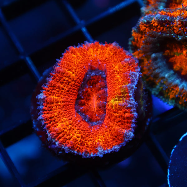TCK Orange Rainbow Acan Lord