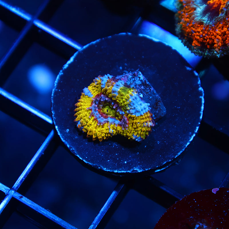 TCK Insanity Rainbow Acan Lord