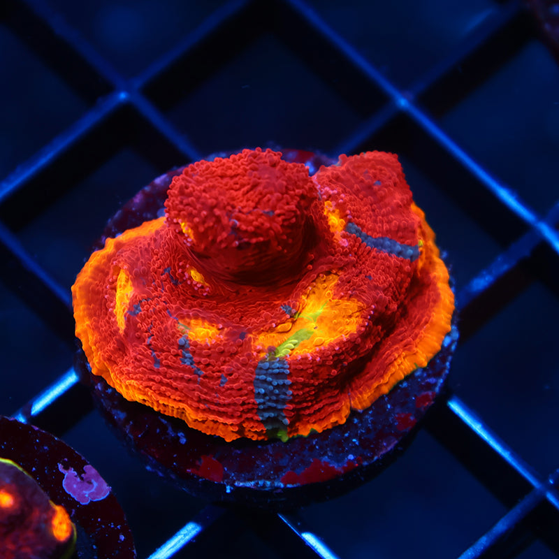 TCK Ultimate Rainbow Chalice