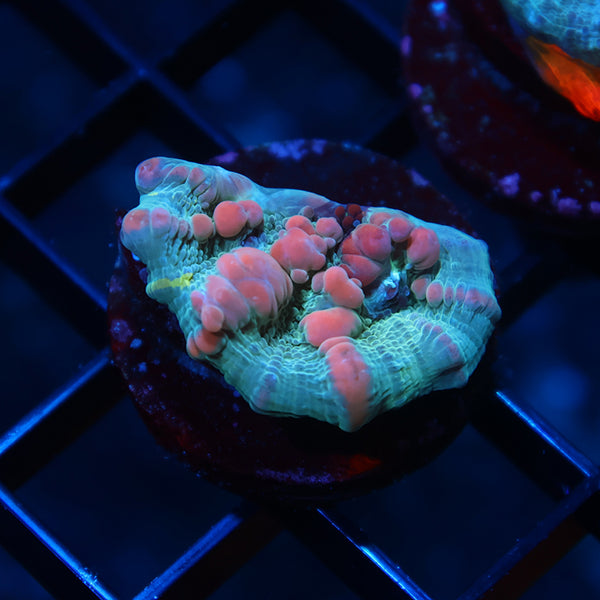 WWC Cosmic Candy Bounce Chalice