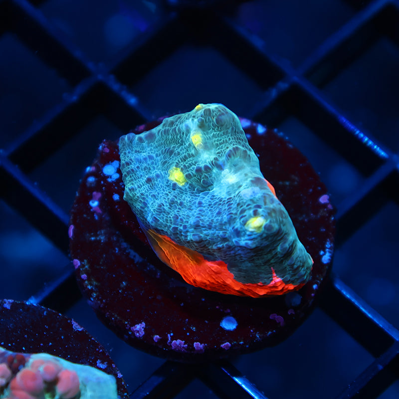 TCK Whirly Pop Chalice