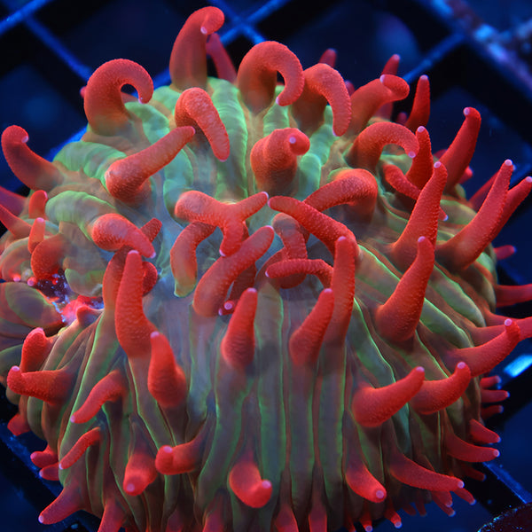 TCK Shaggy Hellraiser Diaseris