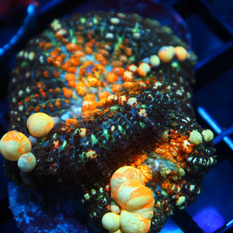 TCK Powerball Bounce Double