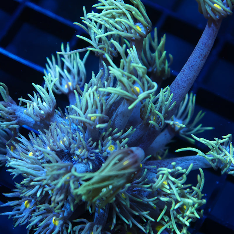 Lg TCK Alien Tips Goni