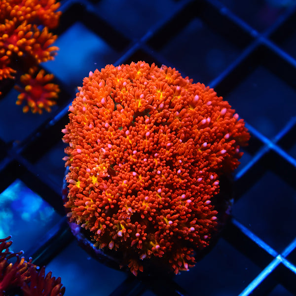 TCK Oddball Goni Bernardpora